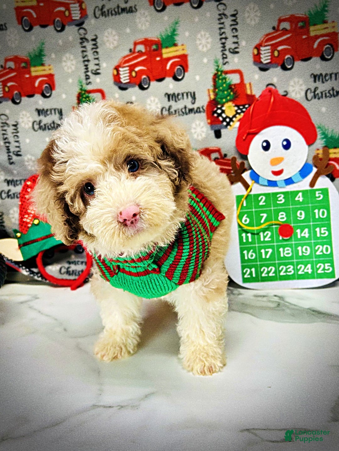 Havapoo dogs for sale: Webster - Ad 4