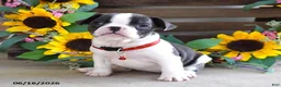 Frug dogs for sale: Jane - Ad 3