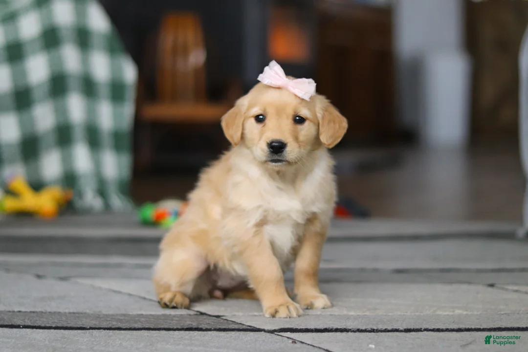 Golden Retriever dogs for sale: Cashey - Ad 2