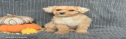 Maltipoo dogs for sale: Snoopy - Ad 6