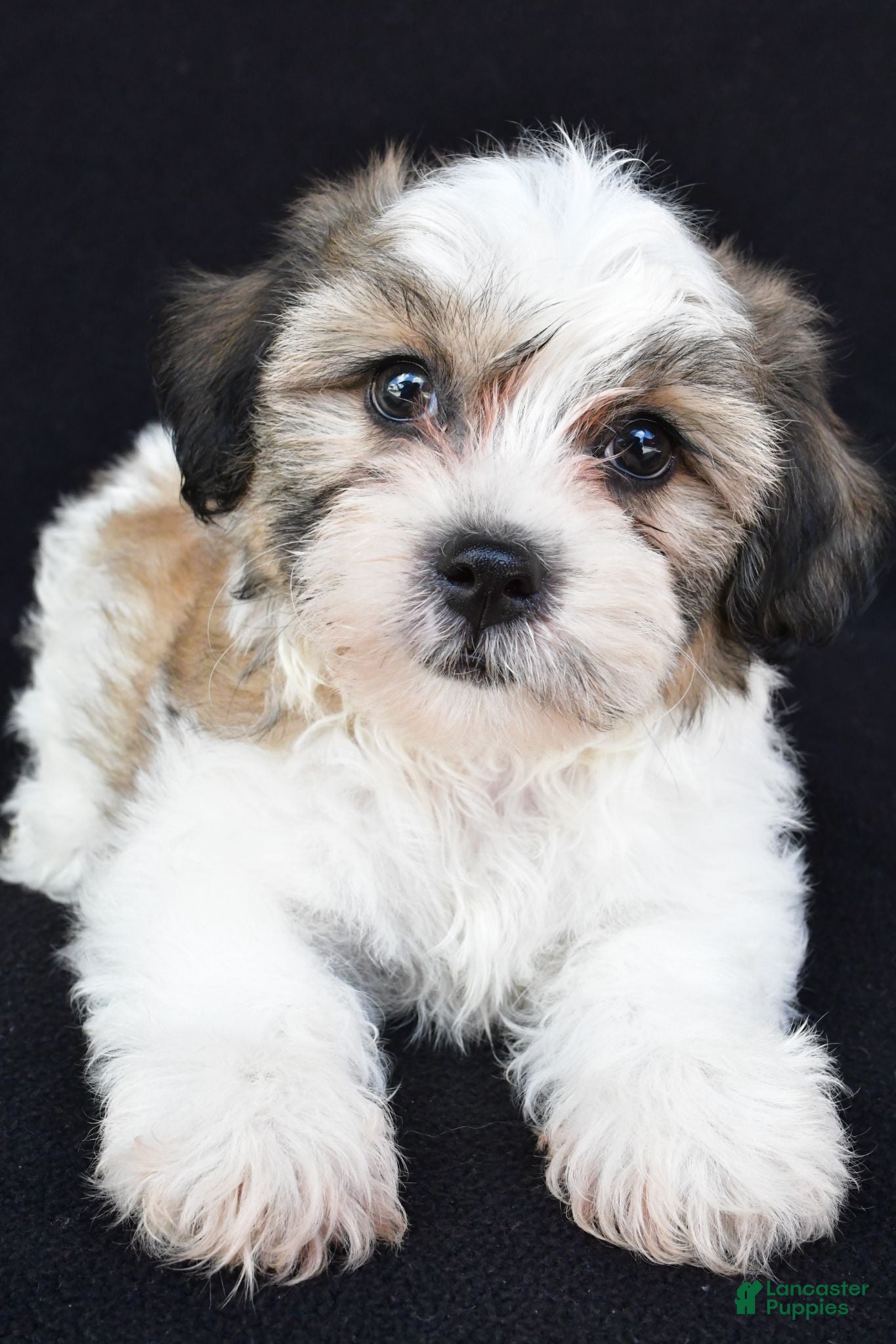 Teddy Bear dogs for sale: Chance - Ad 1