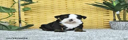 English Bulldog dogs for sale: Annie - Ad 1