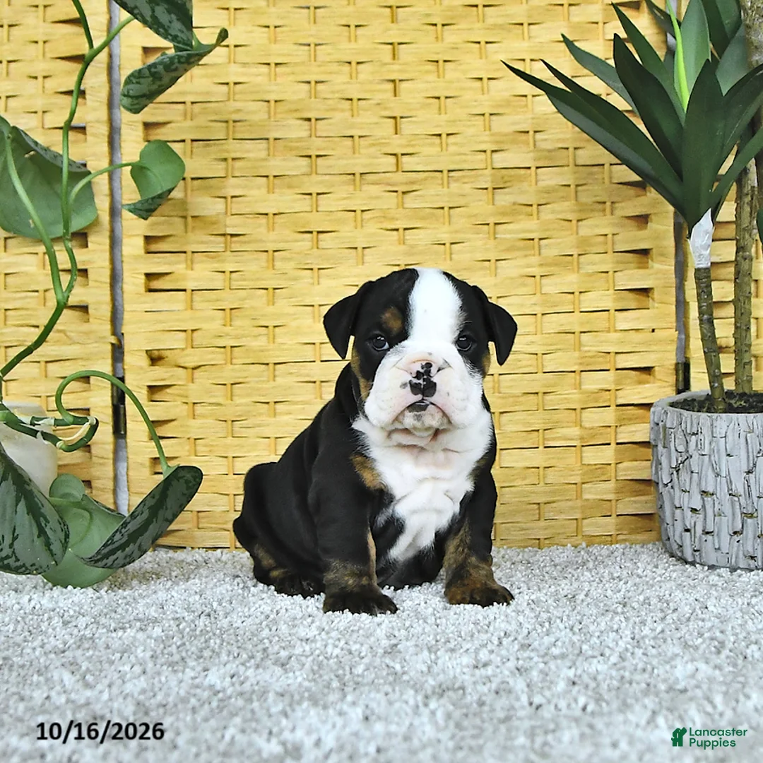 English Bulldog dogs for sale: Annie - Ad 1