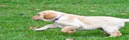 Labrador Retriever dogs for sale: Beth - Ad 10