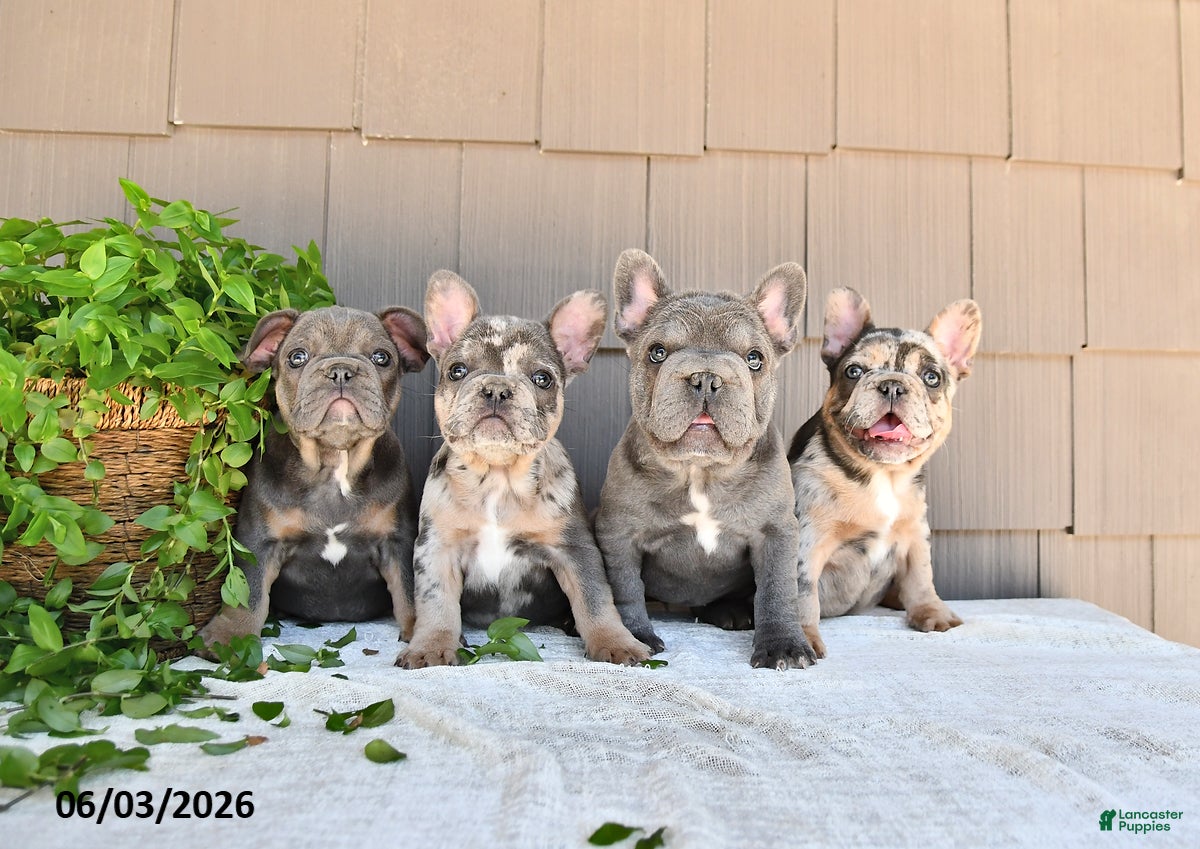 French Bulldog dogs for sale: Taco - Ad 5