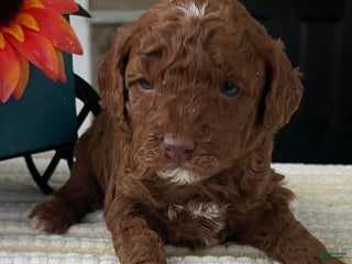Mini Goldendoodle dogs - Ad 10