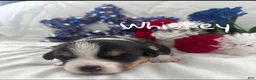 Welsh Corgi Pembroke dogs for sale: Whiskey - Ad 3