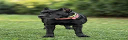 Cane Corso dogs for sale: Whisper  - Ad 6