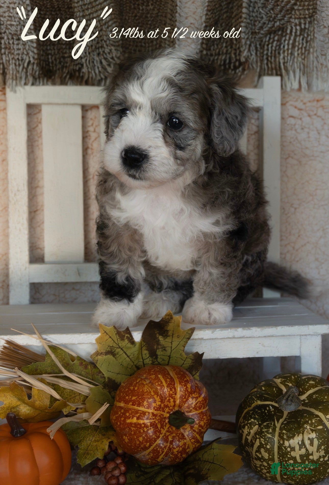 Bernedoodle dogs for sale: Lucy - Ad 15