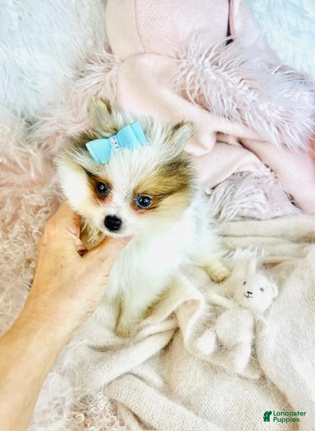 Pomeranian dogs for sale: Pomeranian Puppy 1 - Ad 2