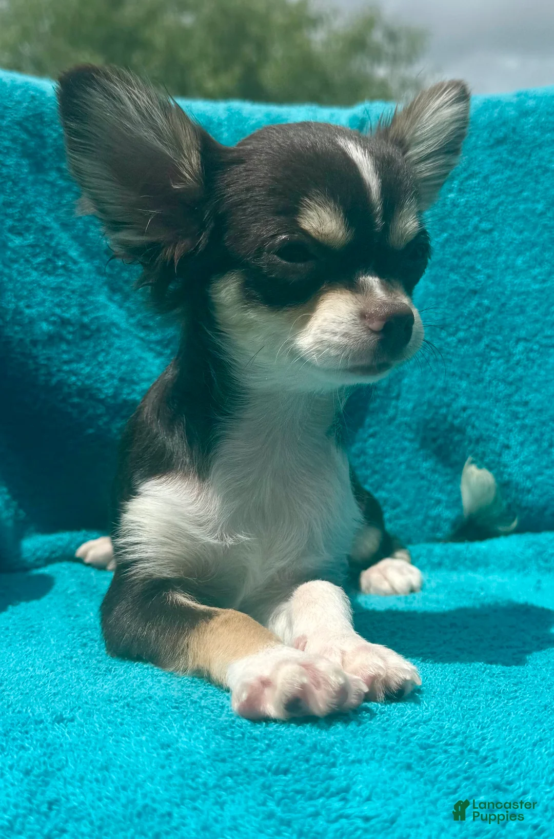 Chihuahua dogs for sale: Husky  - Ad 7