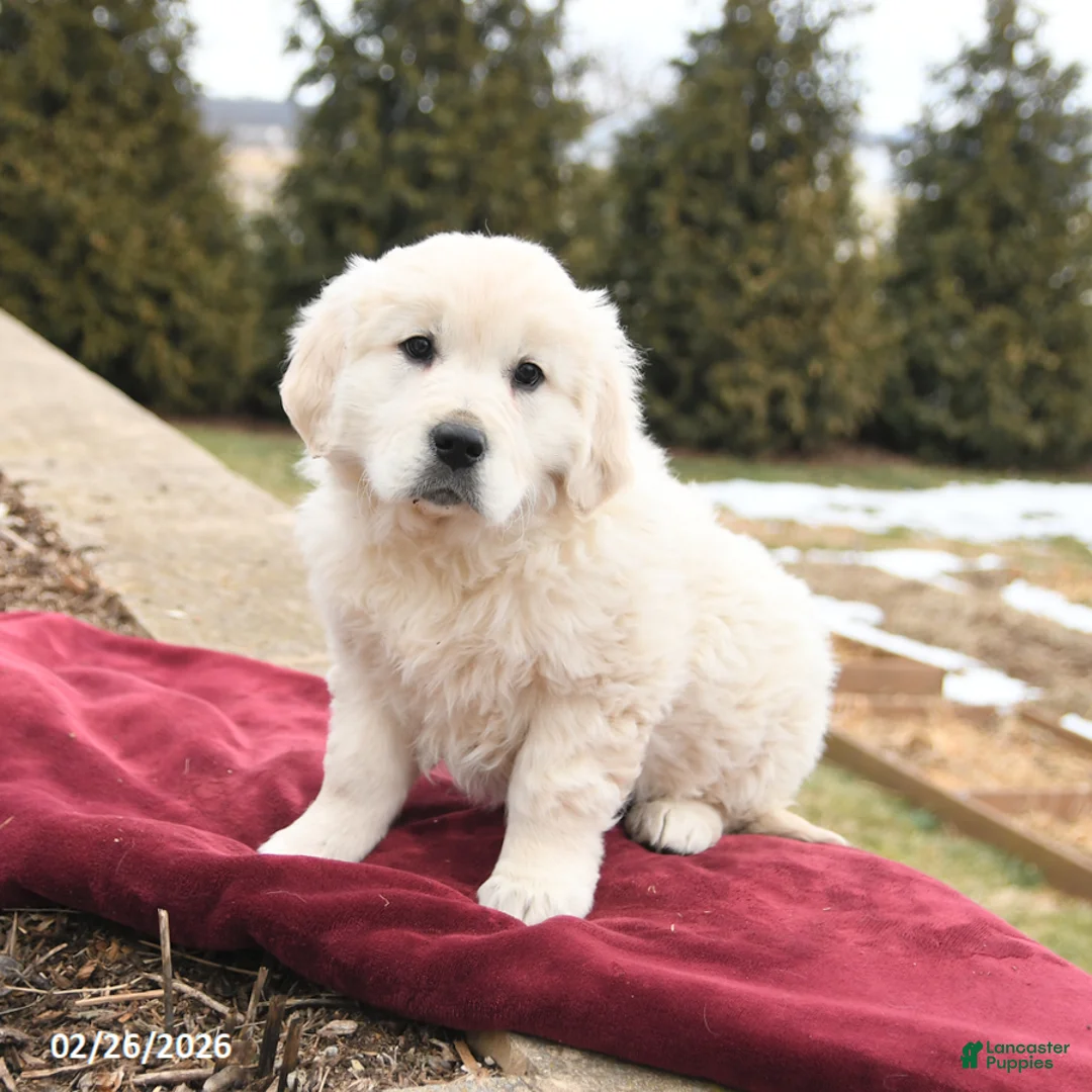 Golden Retriever dogs for sale: Saige - Ad 2