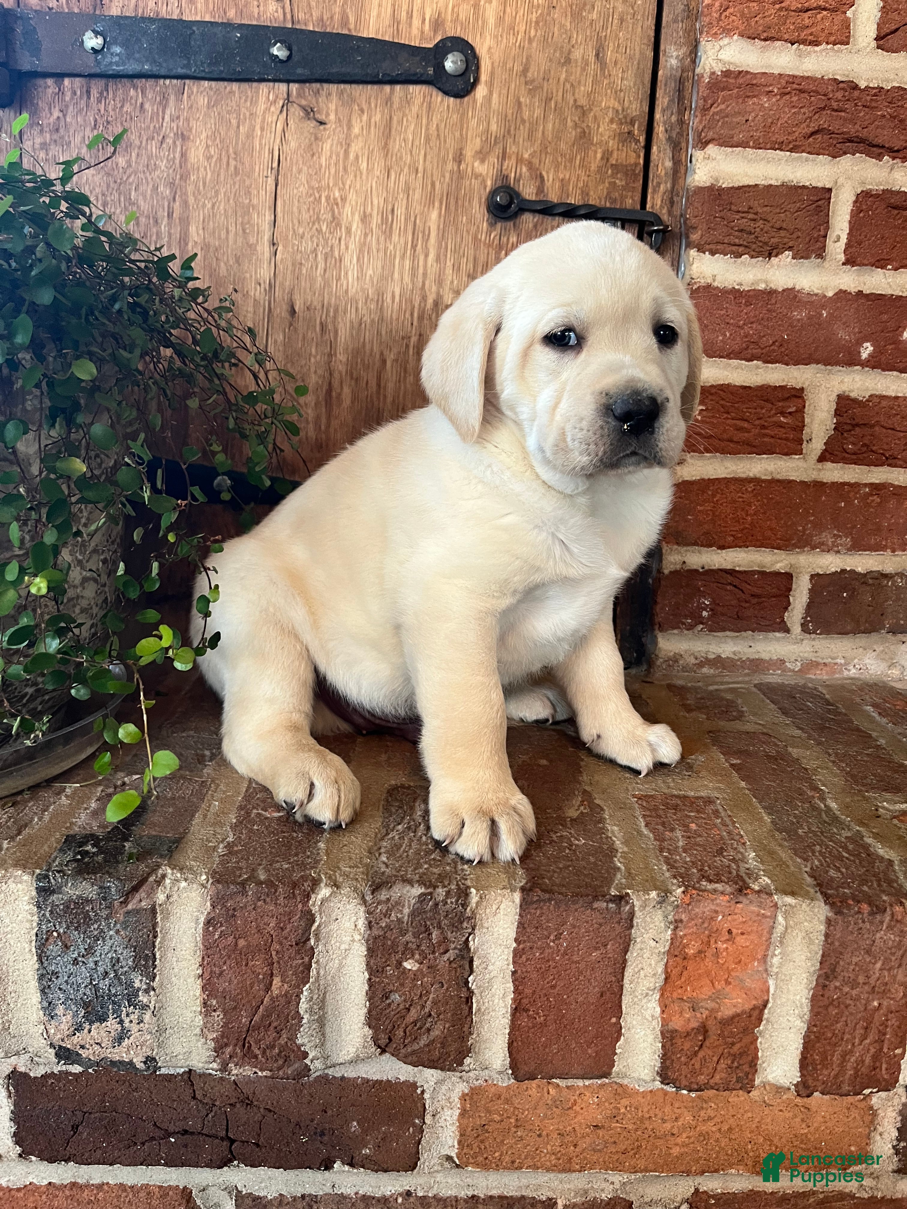 Labrador Retriever dogs King  - Ad 2