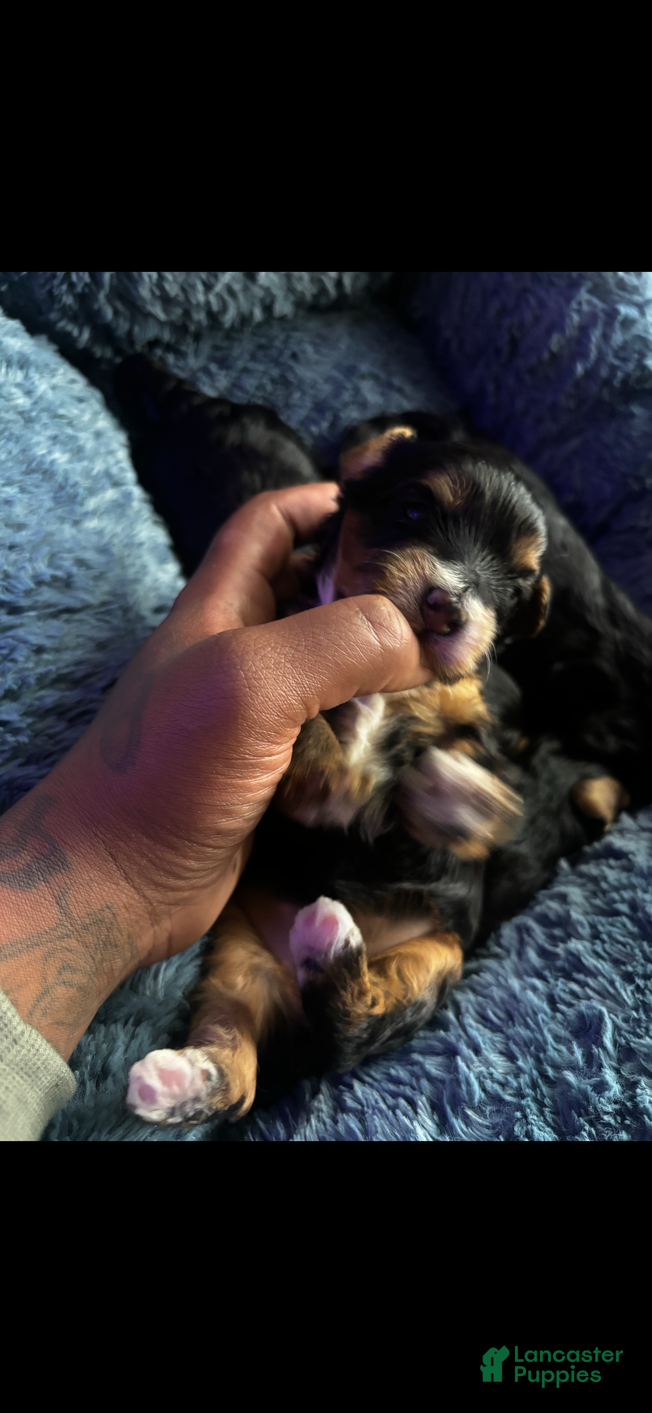 Yorkiepoo dogs for sale: Yorkiepoo 3 - Ad 4