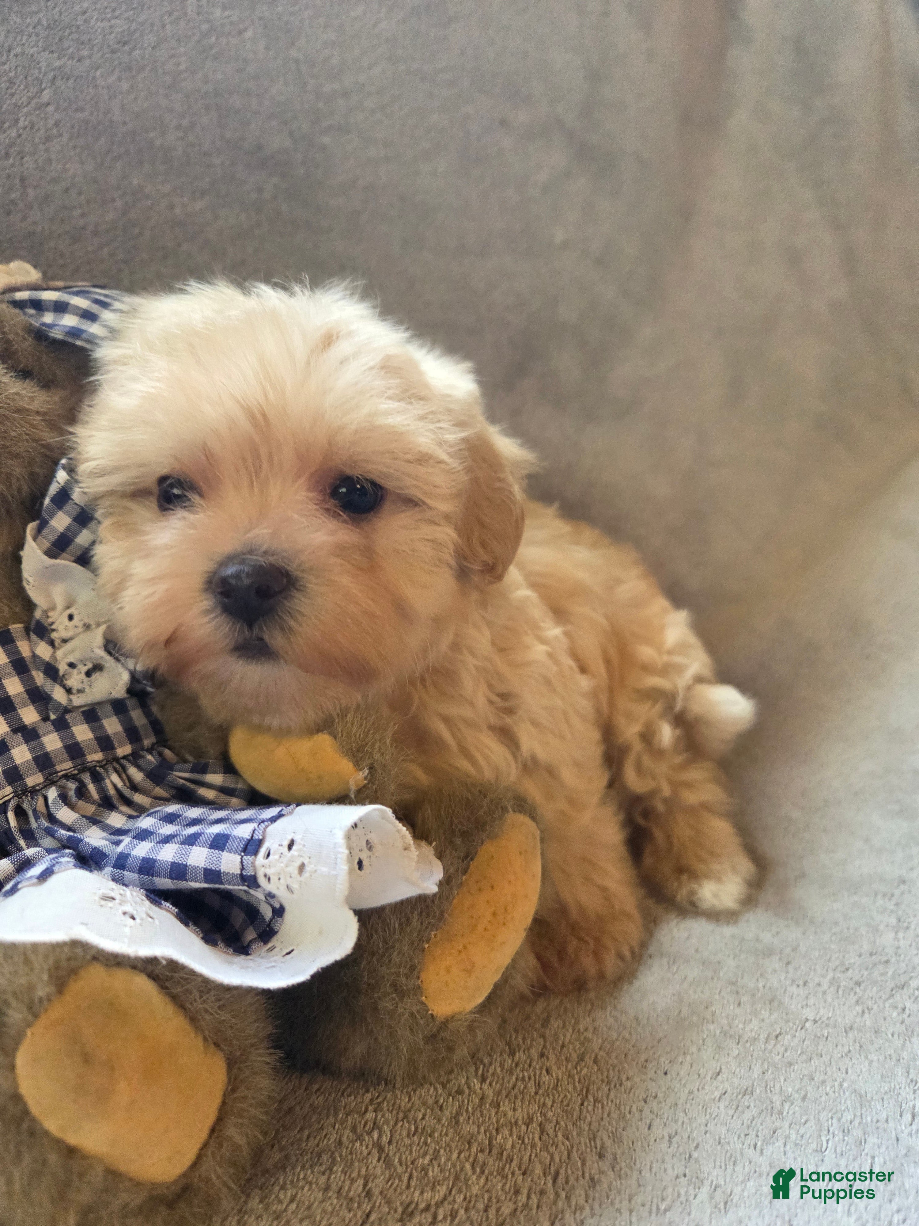 Maltipoo dogs Ruby - Ad 1