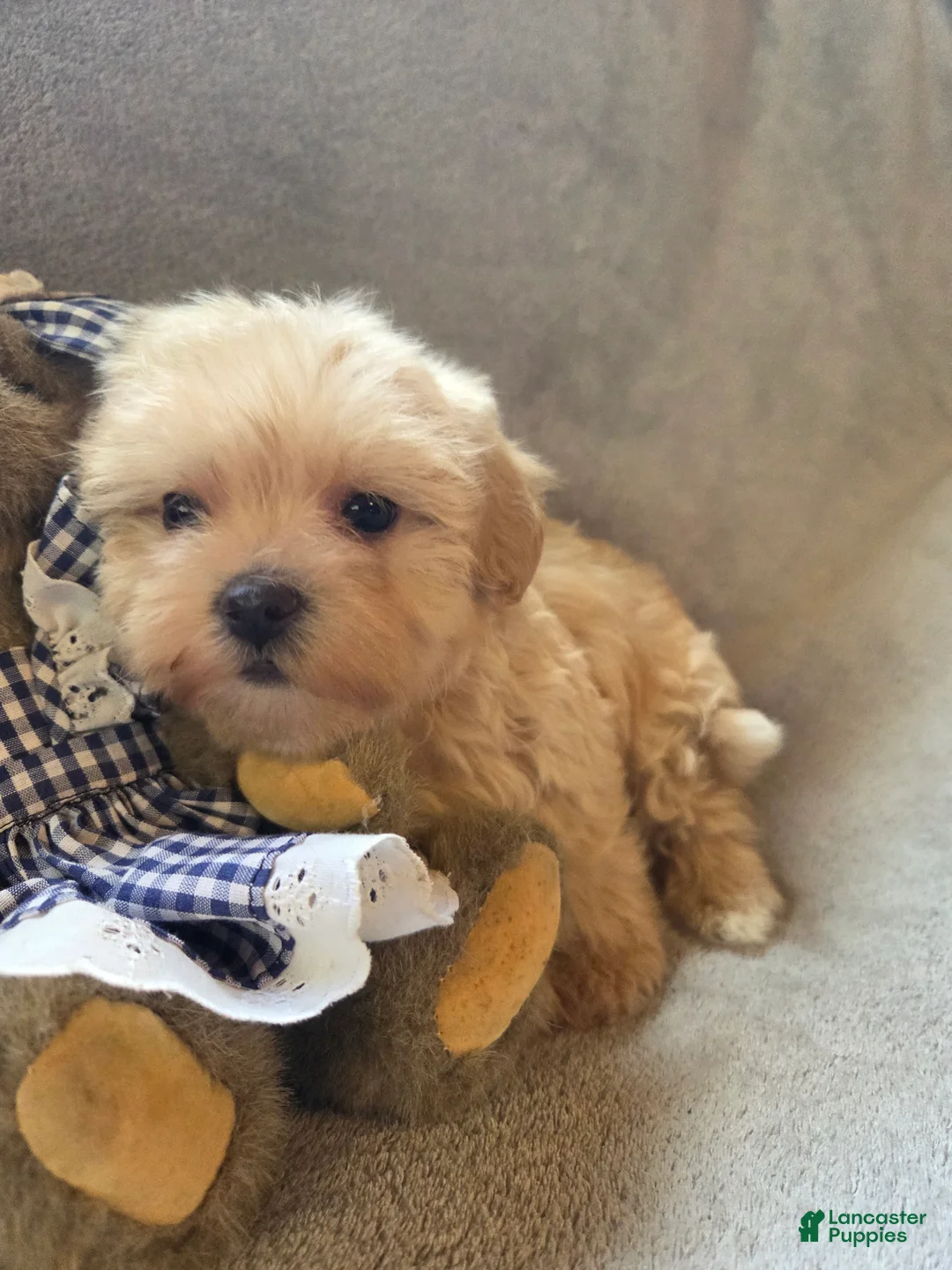 Maltipoo dogs for sale: Ruby - Ad 1