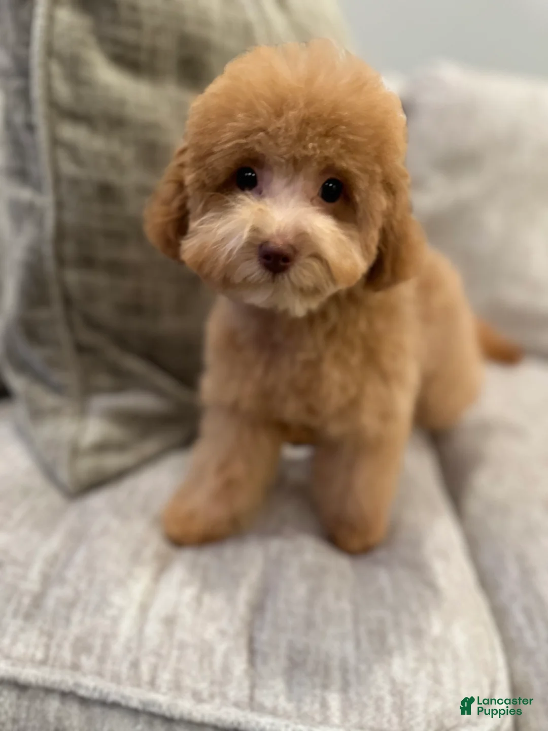 Gallery Image {{count}}