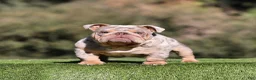 English Bulldog dogs for sale: English Bulldog Puppy 4 - Ad 2