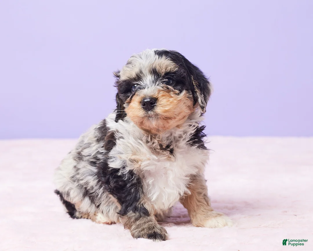 Mini Bernedoodle dogs for sale: Milo - Ad 8