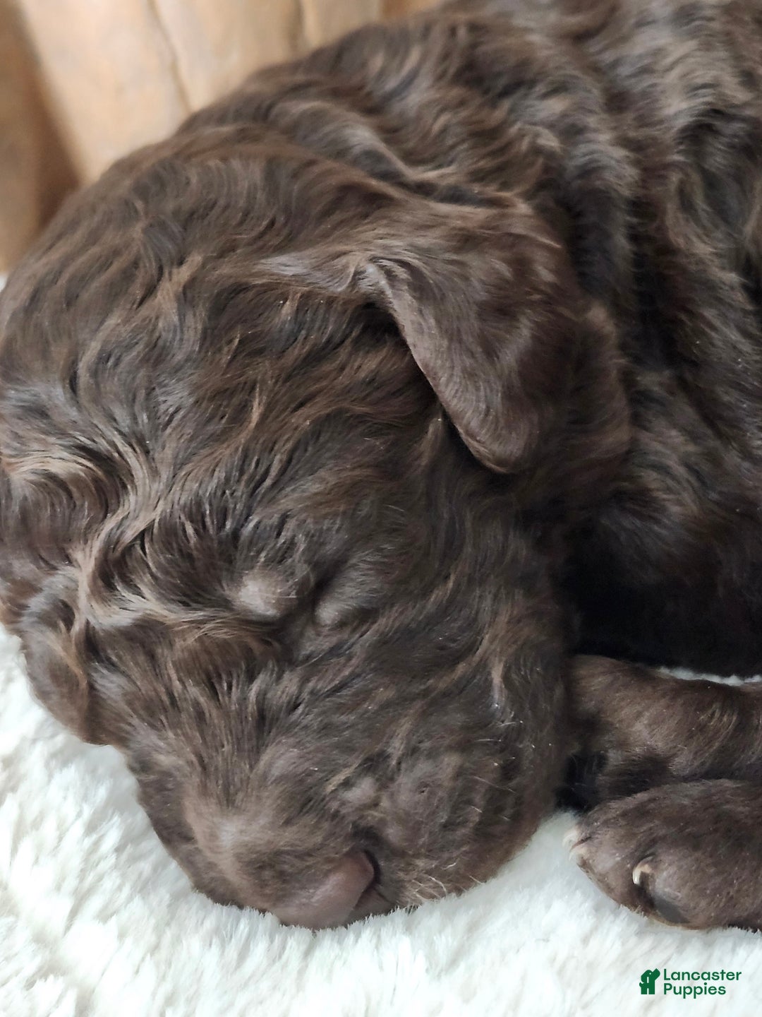 Labradoodle dogs for sale: Ginger - Ad 16