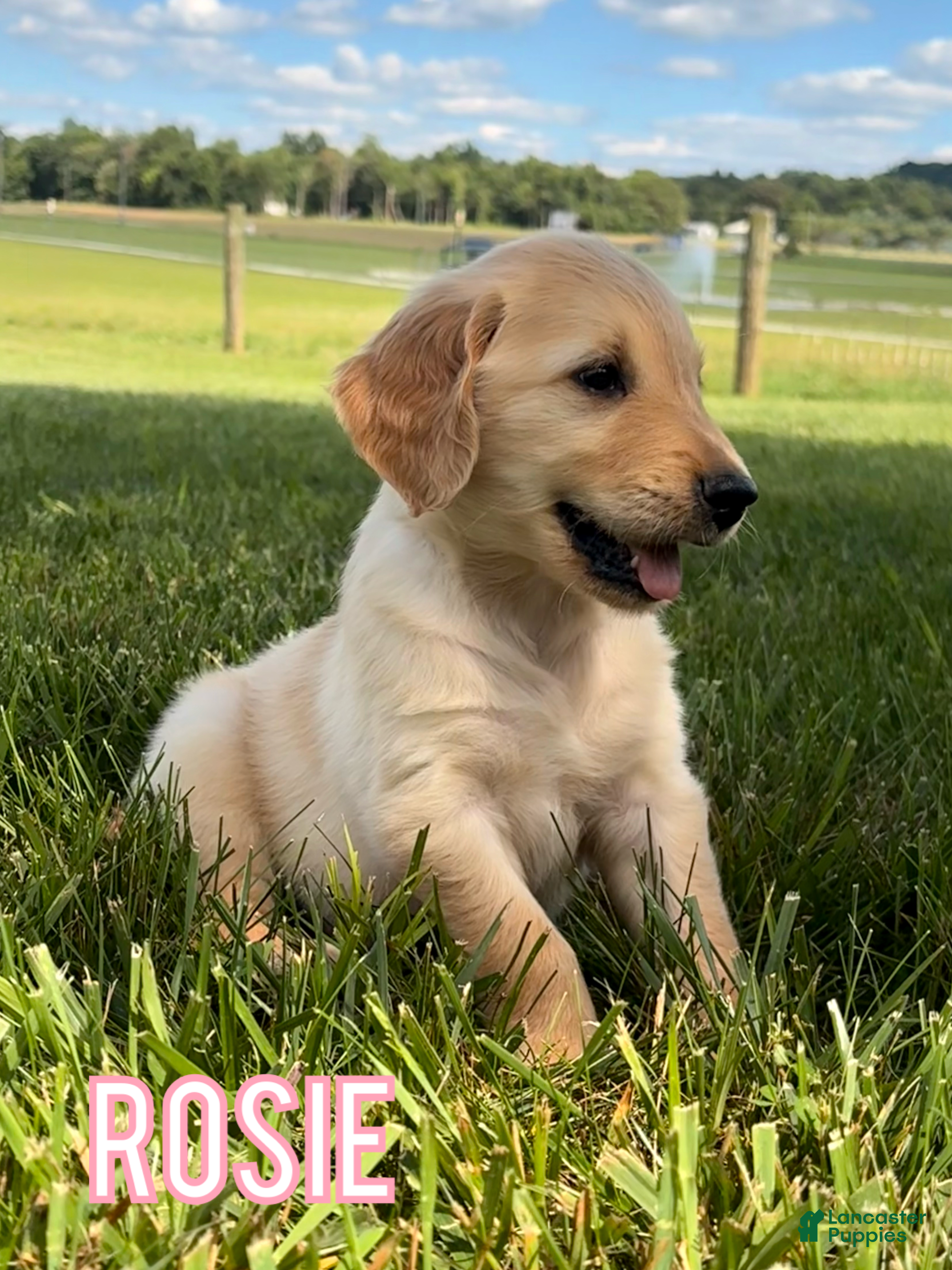 Golden Retriever dogs Rosie - Ad 10