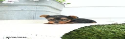 Yorkshire Terrier dogs for sale: Leo - Ad 2