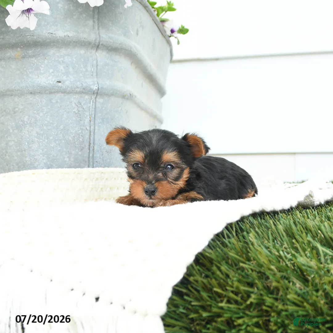 Yorkshire Terrier dogs for sale: Leo - Ad 2