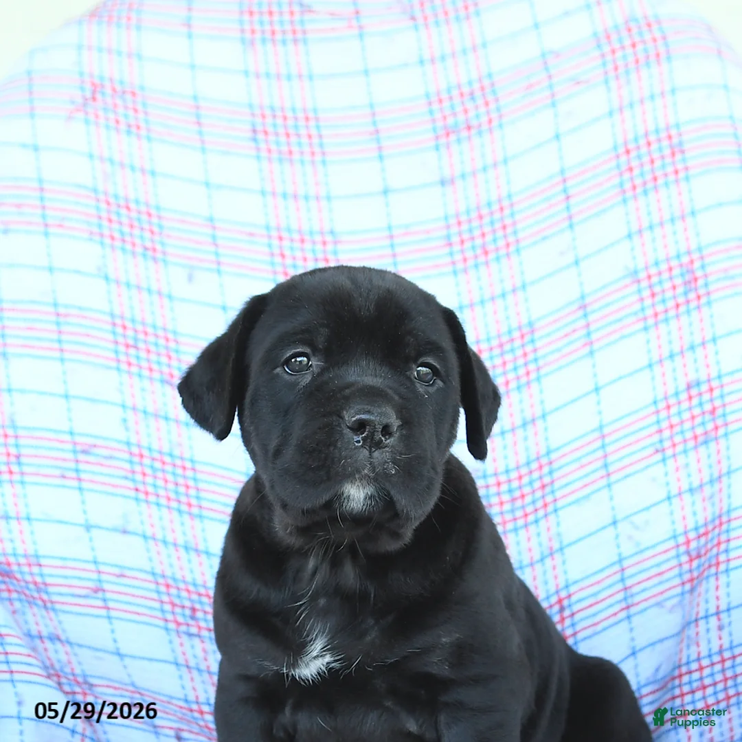 Cane Corso dogs for sale: Stella - Ad 5