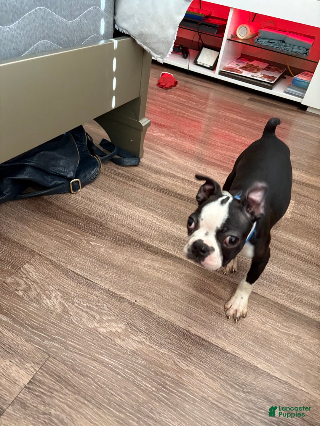 Boston Terrier dogs for sale: Boston Terrier Puppy 1 - Ad 6