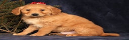 Golden Retriever dogs for sale: Doogie - Ad 2