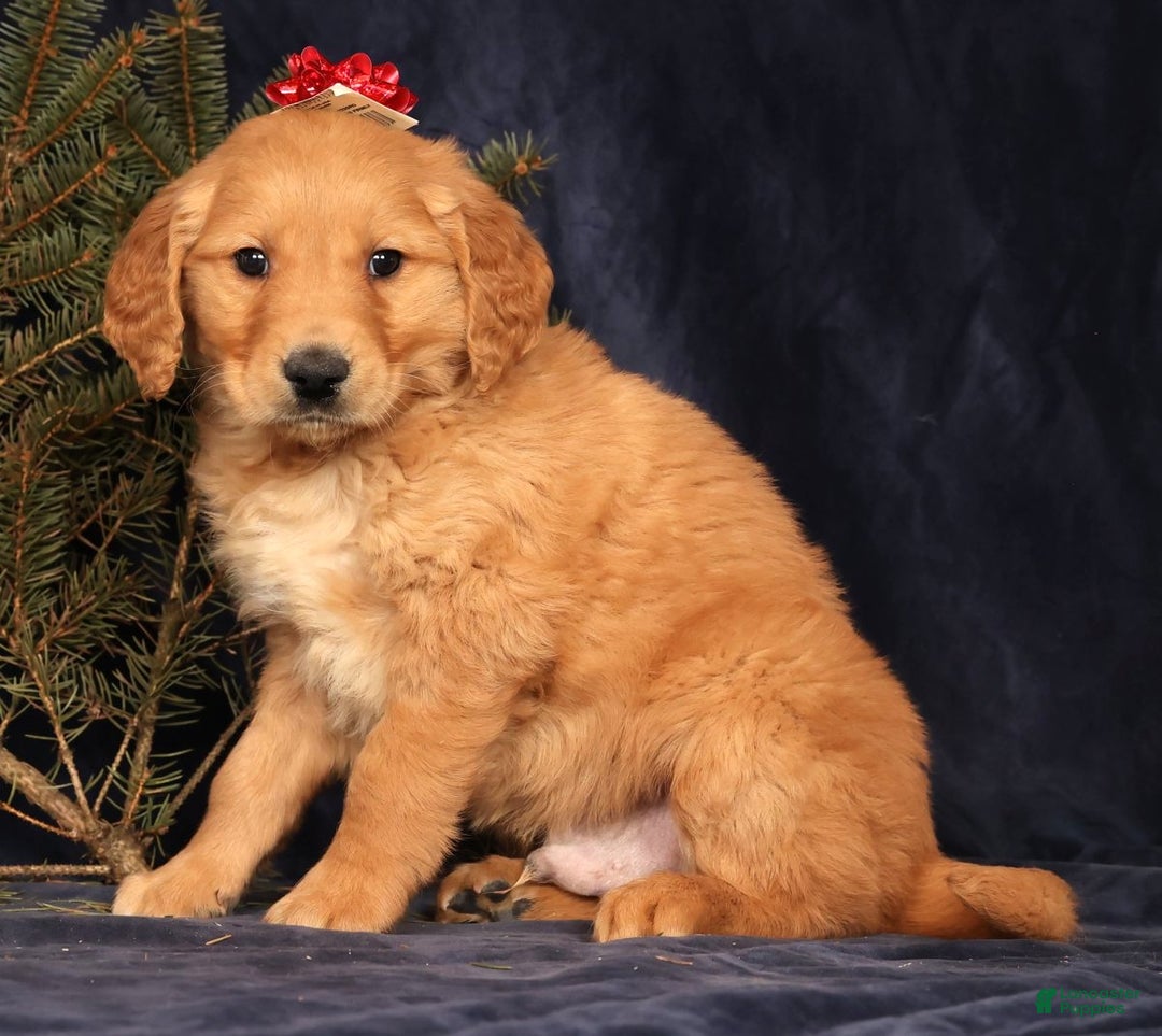 Golden Retriever dogs for sale: Doogie - Ad 2