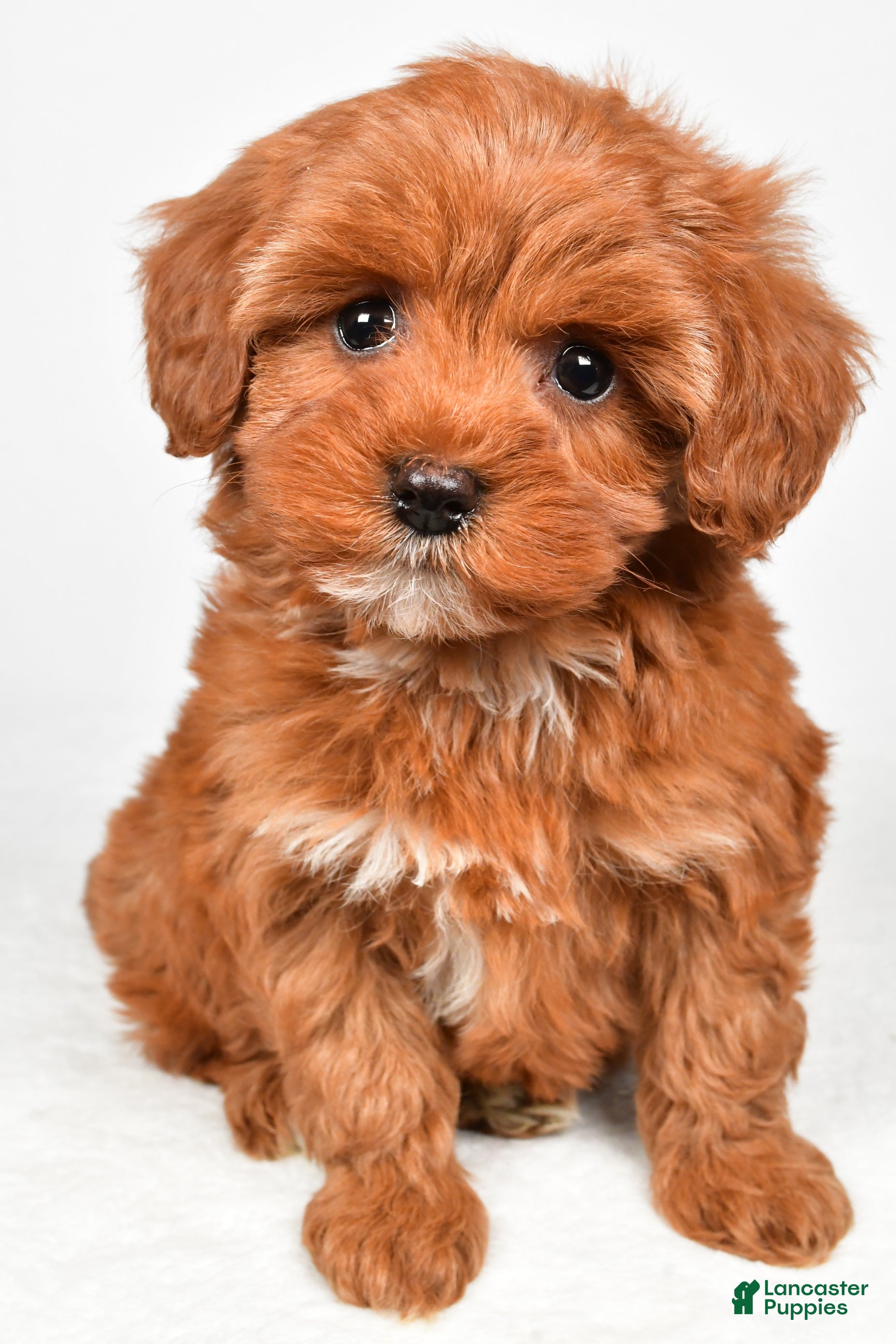Cavapoo dogs Holly - Ad 2