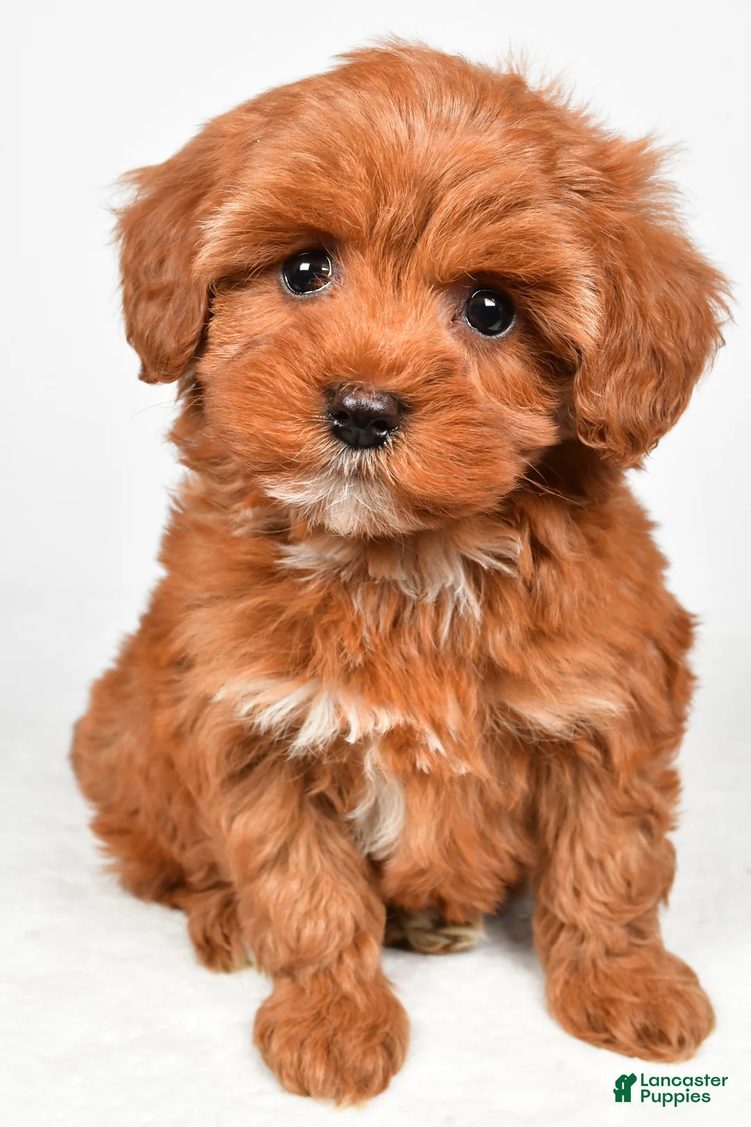 Cavapoo dogs for sale: Holly - Ad 2
