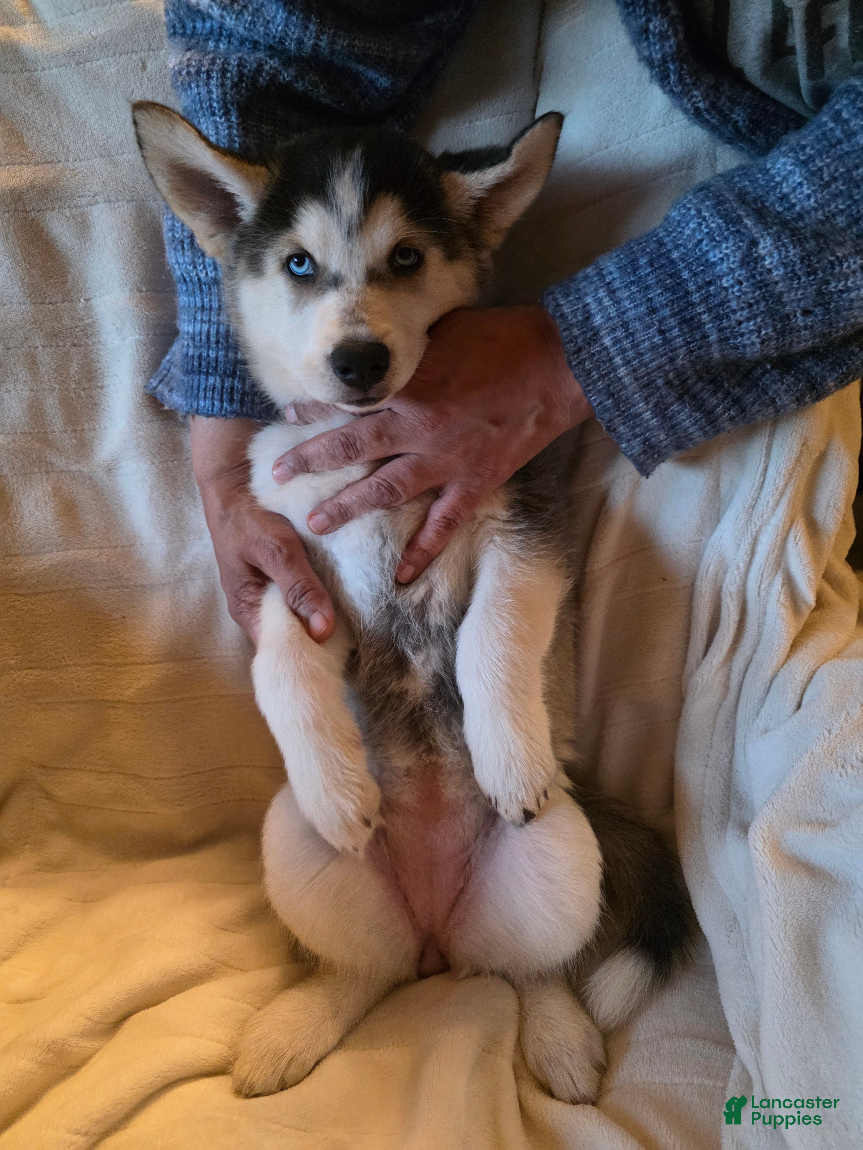 Siberian Husky dogs Laila - Ad 1