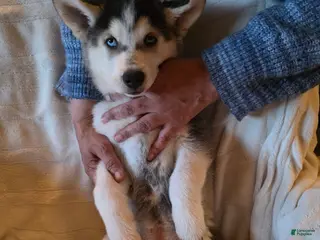 Siberian Husky dogs for sale: Laila - Ad 4