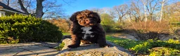 Portuguese Water Dog dogs for sale: Flash - Ad 4
