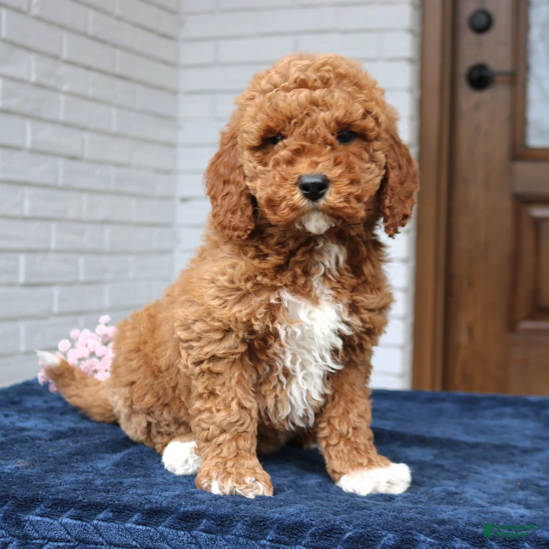 Mini Goldendoodle dogs for sale: Tessa  - Ad 1