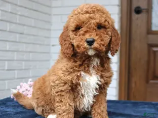 Mini Goldendoodle dogs for sale: Tessa - Ad 1