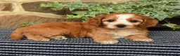 Cockapoo dogs for sale: Coffee - Ad 4