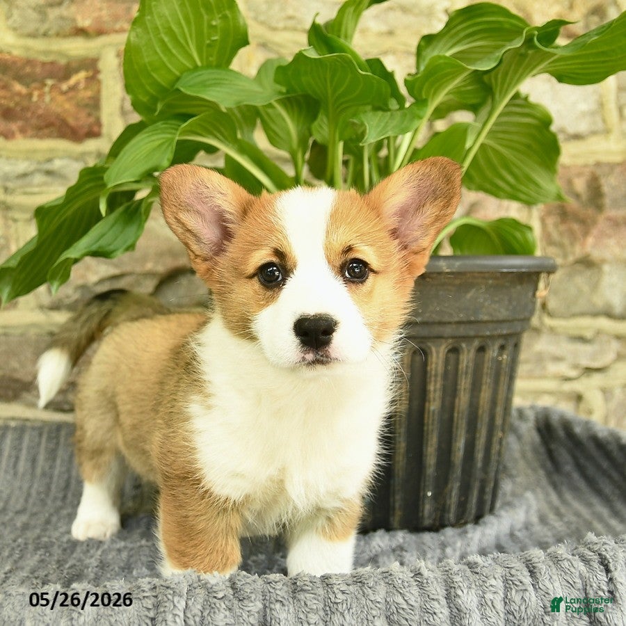Welsh Corgi Pembroke dogs for sale: Sunshine  - Ad 1
