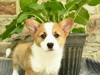 Welsh Corgi Pembroke dogs for sale: Sunshine - Ad 1
