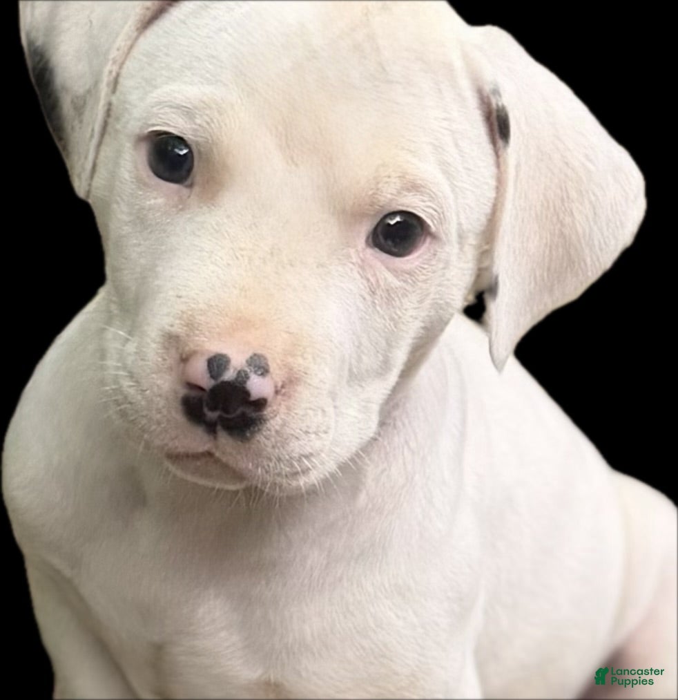 Mixed Breed dogs Charms - Ad 1