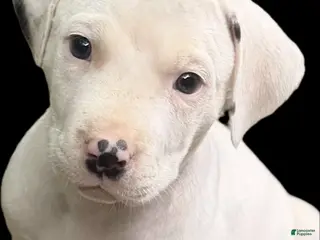 Mixed Breed dogs for sale: Charms - Ad 1