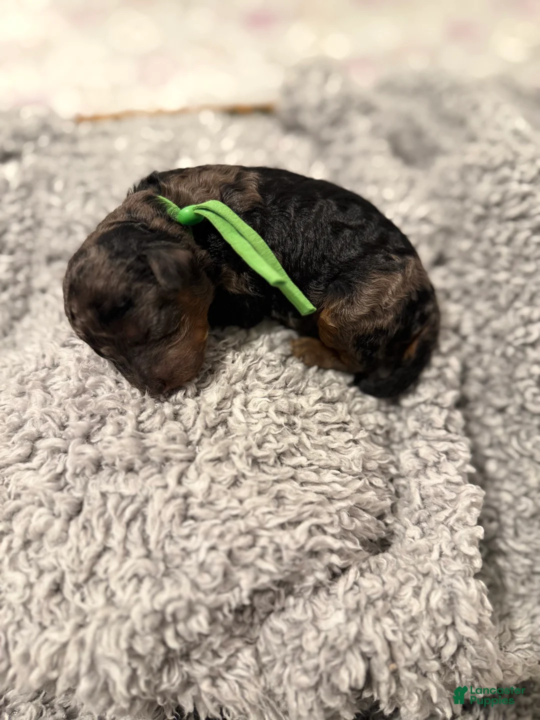 Miniature Poodle dogs for sale: Ocean - Ad 1