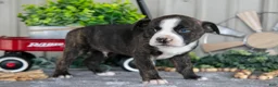 Mixed Breed dogs for sale: Stevie - Ad 1