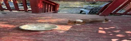 American Bully dogs for sale: American Bully Puppy 1 - Ad 3