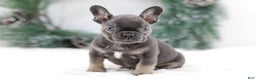 French Bulldog dogs for sale: Jude - Ad 1