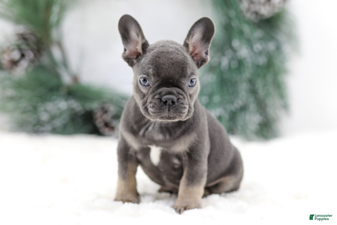 French Bulldog dogs for sale: Jude - Ad 1
