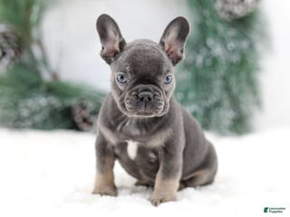 French Bulldog dogs Jude - Ad 6