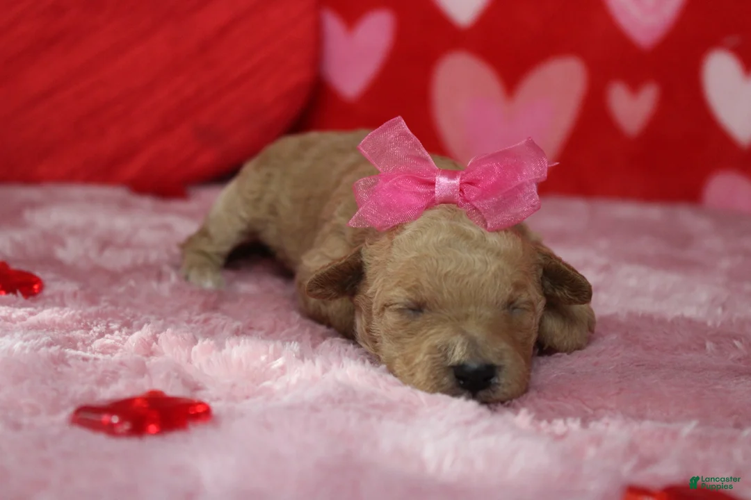 Goldendoodle dogs for sale: Yello - Ad 5
